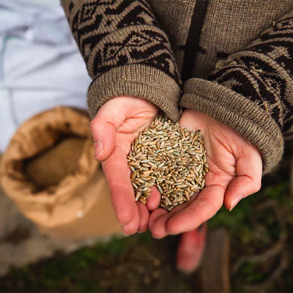 古代小麦の種 エンマー小麦（殻付き） 500g オーガニック スペルト小麦